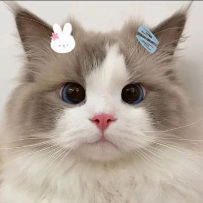 سید اجمل avatar