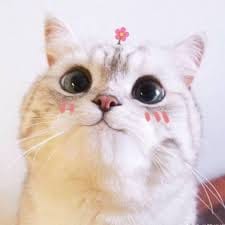 سارہ خان avatar